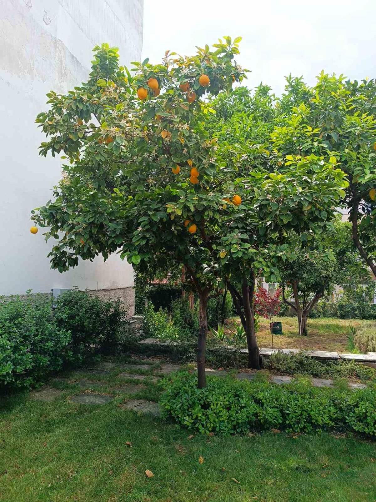 Néa Ankhíalos Betty'S Garden House 빌라 외부 사진