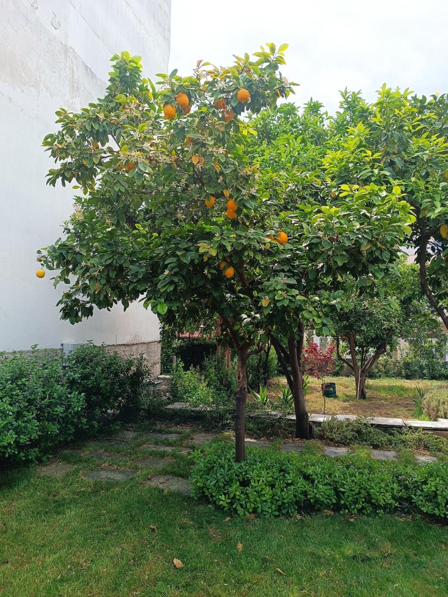 Néa Ankhíalos Betty'S Garden House 빌라 객실 사진
